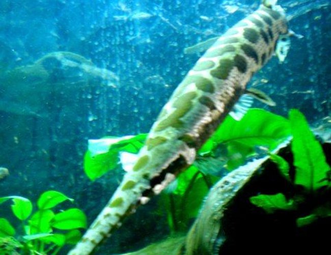 freshwater fish - lepisosteus osseus - longnose gar stocking in 100 gallons tank - A looking down shot of one of my gars. They hang out like logs waiting for a tasty goldfish to swim by. freshwater fish - lepisosteus osseus - longnose gar stocking in 100 gallons tank - A looking down shot of one of my gars. They hang out like logs waiting for a tasty goldfish to swim by.