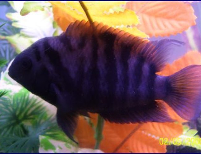 freshwater fish - archocentrus nigrofasciatus - black convict cichlid stocking in 55 gallons tank - his name is,FLASH ive had him from birth, he is about 3 inches now ,CONVICT ,,,,,I LOVE THIS PICTURE!!!!!! freshwater fish - archocentrus nigrofasciatus - black convict cichlid stocking in 55 gallons tank - his name is,FLASH ive had him from birth, he is about 3 inches now ,CONVICT ,,,,,I LOVE THIS PICTURE!!!!!!