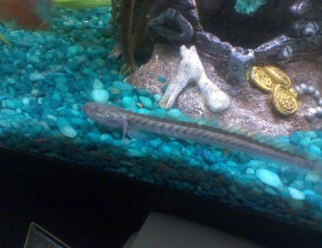 freshwater fish - gobioides broussonnetii - prehistoric dragon goby stocking in 55 gallons tank - My Dragon fish freshwater fish - gobioides broussonnetii - prehistoric dragon goby stocking in 55 gallons tank - My Dragon fish