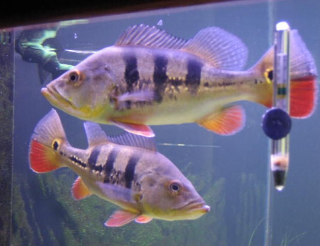 freshwater fish - cichlia ocellaris - peacock bass stocking in 225 gallons tank - Peacock bass. freshwater fish - cichlia ocellaris - peacock bass stocking in 225 gallons tank - Peacock bass.
