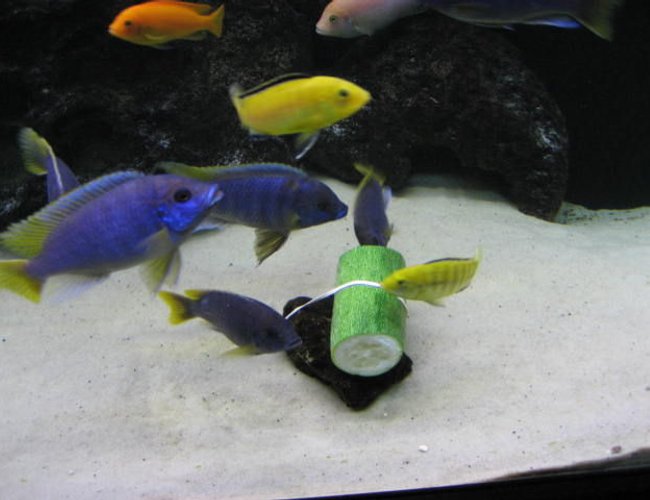 freshwater fish - aulonocara stuartgranti - peacock cichlid stocking in 225 gallons tank - Zucchini feeding. freshwater fish - aulonocara stuartgranti - peacock cichlid stocking in 225 gallons tank - Zucchini feeding.