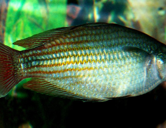 freshwater fish - melanotaenia splendida - australian rainbow stocking in 110 gallons tank - Austrailian Rainbow freshwater fish - melanotaenia splendida - australian rainbow stocking in 110 gallons tank - Austrailian Rainbow