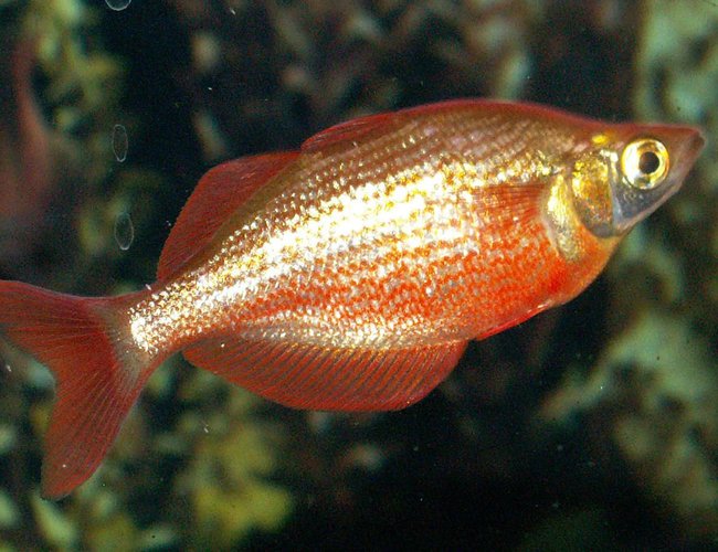 freshwater fish - glossolepis incisis - red irian rainbow stocking in 110 gallons tank - Red Rainbow freshwater fish - glossolepis incisis - red irian rainbow stocking in 110 gallons tank - Red Rainbow