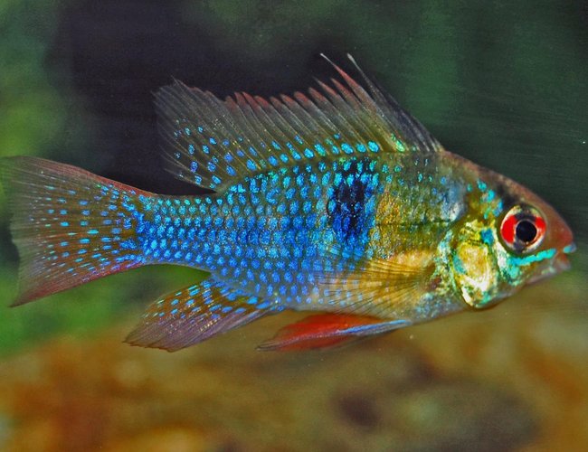 freshwater fish - papiliochromis ramirezi - german blue ram stocking in 120 gallons tank - ram freshwater fish - papiliochromis ramirezi - german blue ram stocking in 120 gallons tank - ram