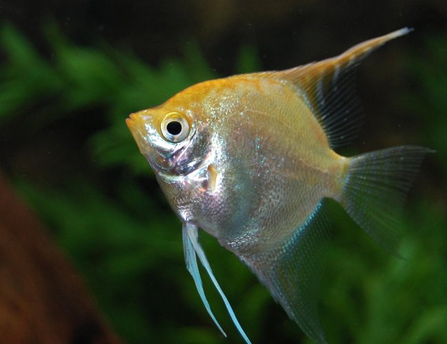freshwater fish - pterophyllum sp. - gold veil angel stocking in 120 gallons tank - Angel swimming freshwater fish - pterophyllum sp. - gold veil angel stocking in 120 gallons tank - Angel swimming