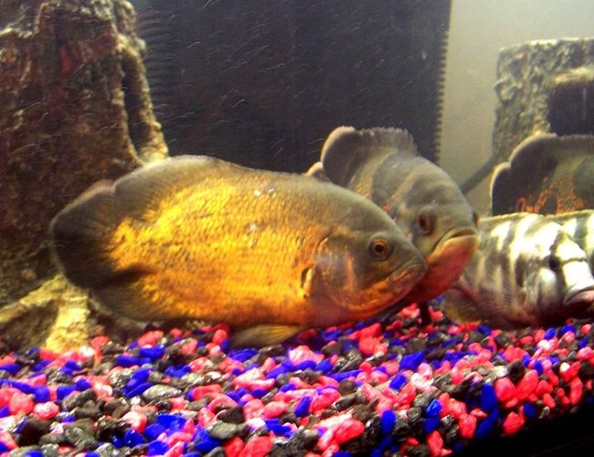freshwater fish - astronotus ocellatus - red oscar stocking in 250 gallons tank - Rusty, Ozzie & Camo freshwater fish - astronotus ocellatus - red oscar stocking in 250 gallons tank - Rusty, Ozzie & Camo