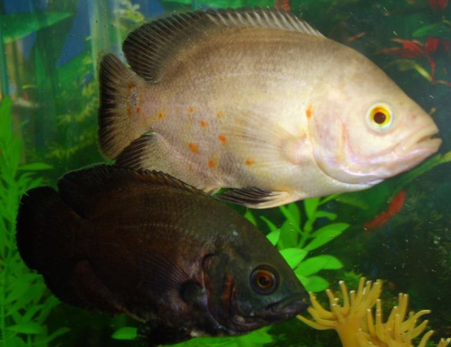 freshwater fish - astronotus ocellatus - red oscar stocking in 30 gallons tank - My red and other lutino oscar. freshwater fish - astronotus ocellatus - red oscar stocking in 30 gallons tank - My red and other lutino oscar.