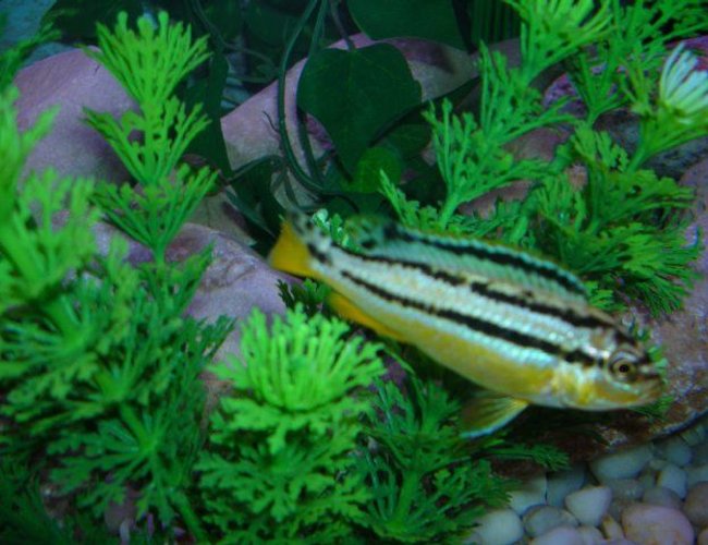 freshwater fish - melanochromis auratus - auratus cichlid stocking in 46 gallons tank - African Cichlids freshwater fish - melanochromis auratus - auratus cichlid stocking in 46 gallons tank - African Cichlids