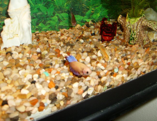 freshwater fish - gyrinocheilos aymonieri - gold algae eater stocking in 10 gallons tank - This is Juno, she's chilling with the golden algae eater. freshwater fish - gyrinocheilos aymonieri - gold algae eater stocking in 10 gallons tank - This is Juno, she's chilling with the golden algae eater.