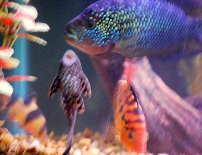freshwater fish - glyptoperichthys gibbiceps - sailfin pleco (l-83) stocking in 125 gallons tank - The gang freshwater fish - glyptoperichthys gibbiceps - sailfin pleco (l-83) stocking in 125 gallons tank - The gang