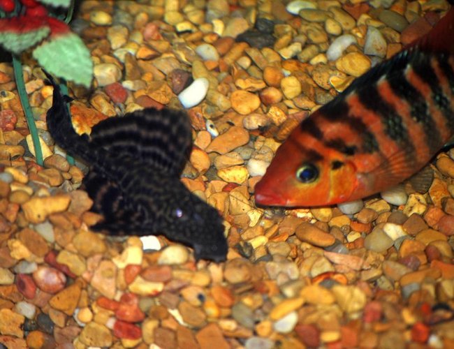 freshwater fish - glyptoperichthys gibbiceps - sailfin pleco (l-83) stocking in 125 gallons tank - Sailfin Pleco and Festae (Red Terror Cichlid) freshwater fish - glyptoperichthys gibbiceps - sailfin pleco (l-83) stocking in 125 gallons tank - Sailfin Pleco and Festae (Red Terror Cichlid)