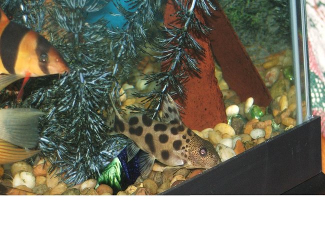 freshwater fish - synodontis decorus - synodontis catfish stocking in 110 gallons tank - my synodontis freshwater fish - synodontis decorus - synodontis catfish stocking in 110 gallons tank - my synodontis