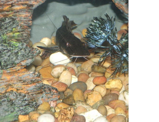 freshwater fish - pseudoplatystoma fasciatum - tiger shovelnose cat stocking in 110 gallons tank - tiger shovelnose head on freshwater fish - pseudoplatystoma fasciatum - tiger shovelnose cat stocking in 110 gallons tank - tiger shovelnose head on