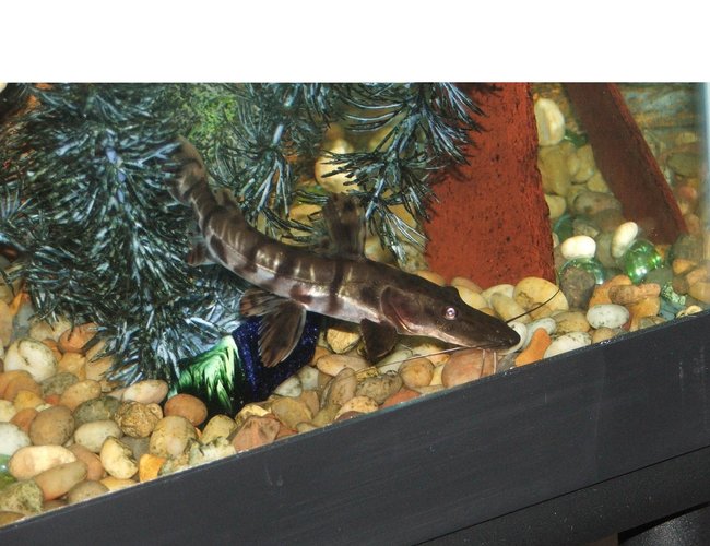 freshwater fish - pseudoplatystoma fasciatum - tiger shovelnose cat stocking in 110 gallons tank - tiger shovelnose freshwater fish - pseudoplatystoma fasciatum - tiger shovelnose cat stocking in 110 gallons tank - tiger shovelnose