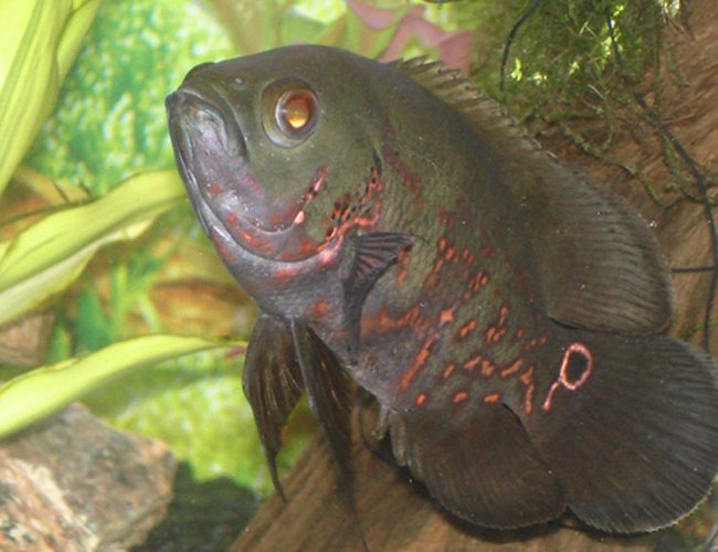 freshwater fish - astronotus ocellatus - tiger oscar stocking in 60 gallons tank - Tiger Oscar- "HANNIBAL" freshwater fish - astronotus ocellatus - tiger oscar stocking in 60 gallons tank - Tiger Oscar- "HANNIBAL"