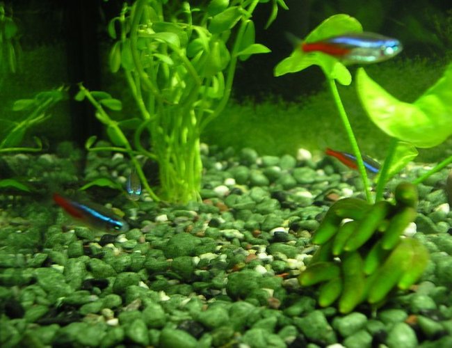 freshwater fish - paracheirodon innesi - neon tetra jumbo stocking in 5 gallons tank - 4 Neon Tetras schooling together
Moneywort Plant (Left)
Banana Plant (Right) freshwater fish - paracheirodon innesi - neon tetra jumbo stocking in 5 gallons tank - 4 Neon Tetras schooling together
Moneywort Plant (Left)
Banana Plant (Right)