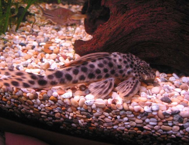 freshwater fish - hypostomus sp. - para pleco (l075) stocking in 57 gallons tank - My L075 Para Pleco. Had him about 12 months now. He is now approx 6 inches long. freshwater fish - hypostomus sp. - para pleco (l075) stocking in 57 gallons tank - My L075 Para Pleco. Had him about 12 months now. He is now approx 6 inches long.