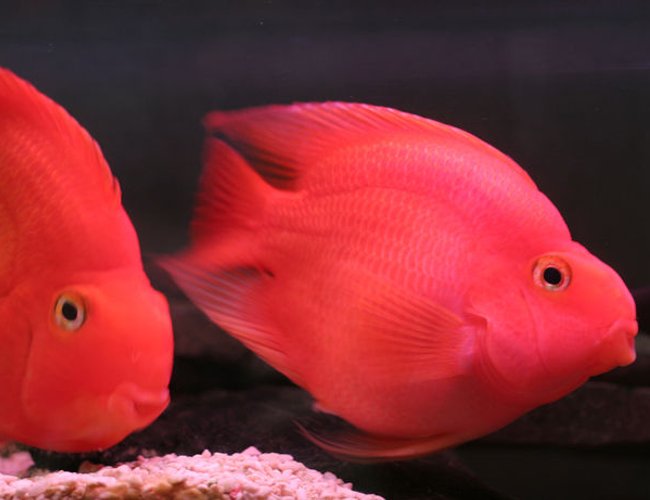 freshwater fish - heros severus x amphilophus citrinellum - blood parrot stocking in 75 gallons tank - pOOyan's parrots freshwater fish - heros severus x amphilophus citrinellum - blood parrot stocking in 75 gallons tank - pOOyan's parrots