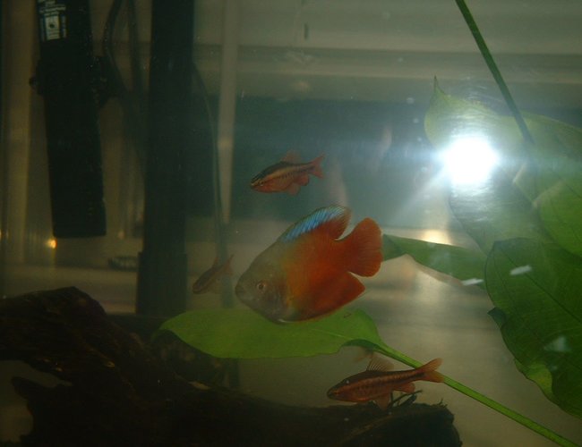 freshwater fish - colisa lalia - flame dwarf gourami stocking in 12 gallons tank - my new dwarf gourami and 3 of my 4 tiger barbs freshwater fish - colisa lalia - flame dwarf gourami stocking in 12 gallons tank - my new dwarf gourami and 3 of my 4 tiger barbs