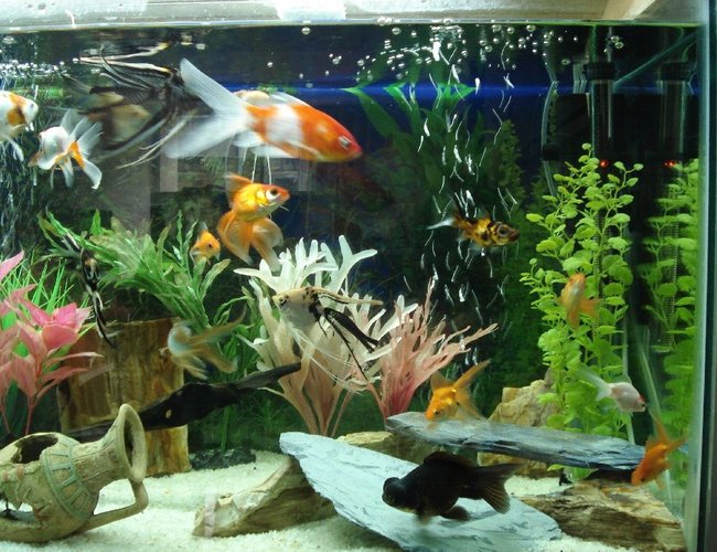 freshwater fish - carassius auratus - fantail goldfish stocking in 55 gallons tank - my cute little fishes freshwater fish - carassius auratus - fantail goldfish stocking in 55 gallons tank - my cute little fishes