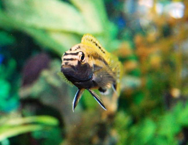 freshwater fish - melanochromis auratus - auratus cichlid stocking in 20 gallons tank - My Auratus Cichlid Changed from female to male over the course of about a month or two. freshwater fish - melanochromis auratus - auratus cichlid stocking in 20 gallons tank - My Auratus Cichlid Changed from female to male over the course of about a month or two.
