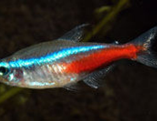 freshwater fish - paracheirodon innesi - neon tetra jumbo stocking in 10 gallons tank - neon tetra freshwater fish - paracheirodon innesi - neon tetra jumbo stocking in 10 gallons tank - neon tetra