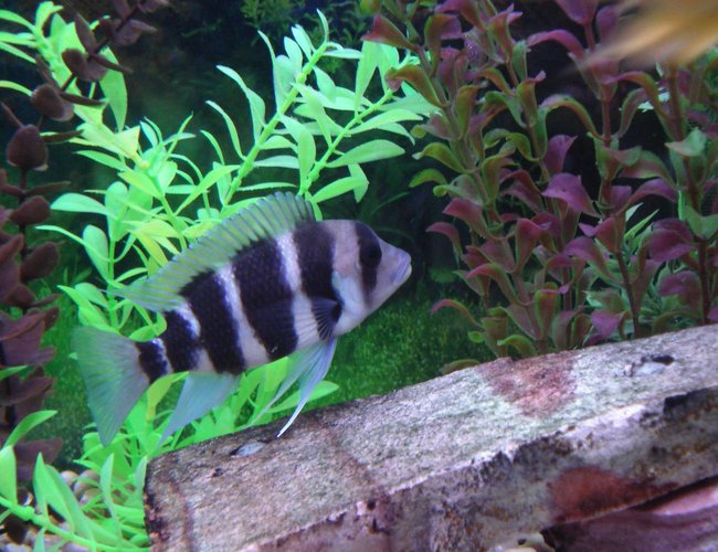 freshwater fish - cyphotilapia frontosa - frontosa cichlid stocking in 90 gallons tank - My Frontosa...he's pretty much all day. freshwater fish - cyphotilapia frontosa - frontosa cichlid stocking in 90 gallons tank - My Frontosa...he's pretty much all day.