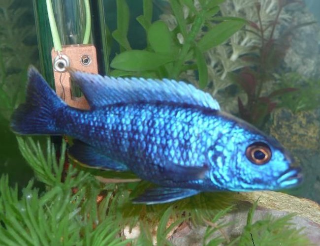 freshwater fish - sciaenochromis ahli - electric blue cichlid stocking in 75 gallons tank - My electric Blue...... freshwater fish - sciaenochromis ahli - electric blue cichlid stocking in 75 gallons tank - My electric Blue......