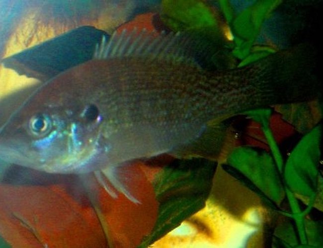 freshwater fish - lepomis cyanellus - green sunfish stocking in 10 gallons tank - my new green sunfish freshwater fish - lepomis cyanellus - green sunfish stocking in 10 gallons tank - my new green sunfish