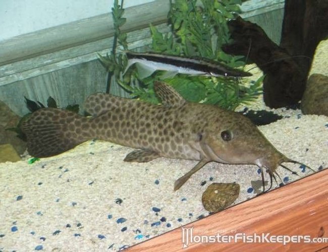 freshwater fish - auchenoglanis occidentalis - giraffe nosed catfish stocking in 110 gallons tank - my giraffe catfish and lima shovelnose in the 220 freshwater fish - auchenoglanis occidentalis - giraffe nosed catfish stocking in 110 gallons tank - my giraffe catfish and lima shovelnose in the 220