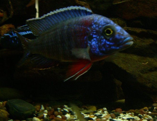 freshwater fish - aulonocara baenschi - regal peacock cichlid stocking in 200 gallons tank - This is my Regal Peacock Cichlid "Aulonocara hansbaenschi" who is about a year old now and looks great. One of my Fav's freshwater fish - aulonocara baenschi - regal peacock cichlid stocking in 200 gallons tank - This is my Regal Peacock Cichlid "Aulonocara hansbaenschi" who is about a year old now and looks great. One of my Fav's