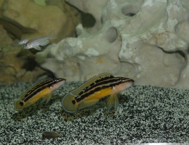 freshwater fish - julidichromis ornatus - golden julie stocking in 300 gallons tank - Pair of Julidichromis Ornatus freshwater fish - julidichromis ornatus - golden julie stocking in 300 gallons tank - Pair of Julidichromis Ornatus