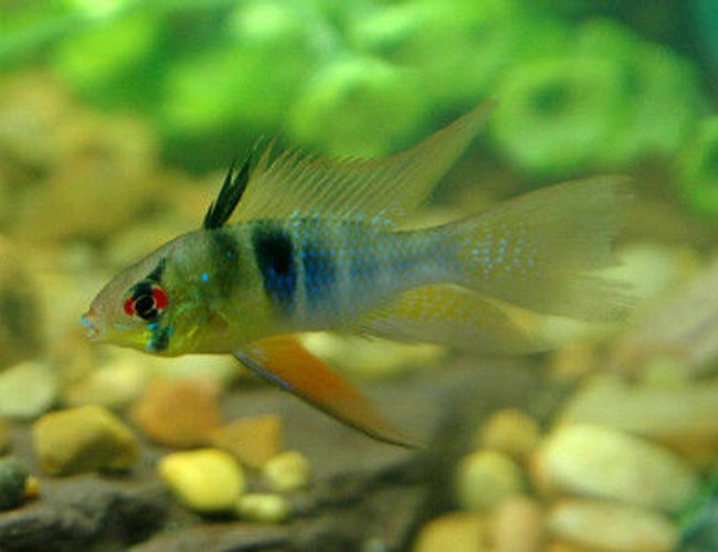 freshwater fish - papiliochromis ramirezi - german blue ram stocking in 85 gallons tank - Highfin Ram freshwater fish - papiliochromis ramirezi - german blue ram stocking in 85 gallons tank - Highfin Ram