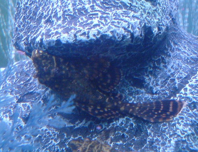 freshwater fish - pterygoplichthys joselimaianus - gold spotted pleco (l-001, l-022) stocking in 52 gallons tank - My plec called Scooby freshwater fish - pterygoplichthys joselimaianus - gold spotted pleco (l-001, l-022) stocking in 52 gallons tank - My plec called Scooby
