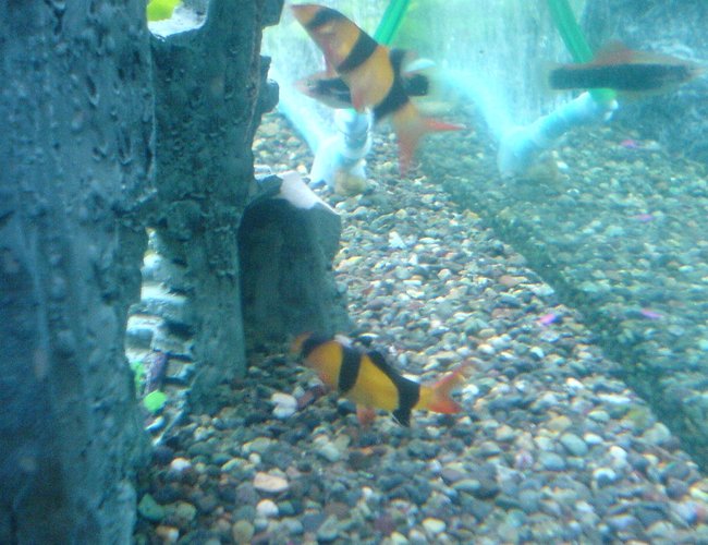 freshwater fish - botia macracantha - clown loach stocking in 52 gallons tank - Little Clown loaches freshwater fish - botia macracantha - clown loach stocking in 52 gallons tank - Little Clown loaches