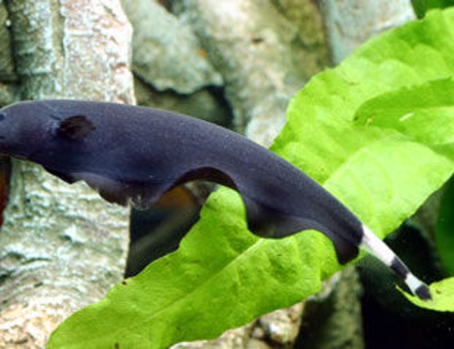 freshwater fish - apteronotus albifrons - black ghost knifefish stocking in 200 gallons tank - z freshwater fish - apteronotus albifrons - black ghost knifefish stocking in 200 gallons tank - z
