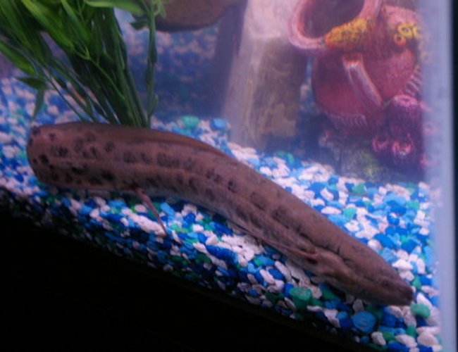 freshwater fish - protopterus annectens - african lungfish stocking in 75 gallons tank - African Lung fish freshwater fish - protopterus annectens - african lungfish stocking in 75 gallons tank - African Lung fish