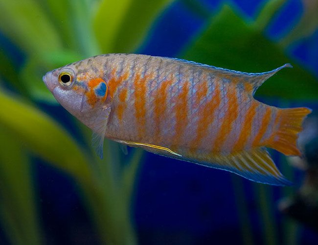 freshwater fish - macropodus opercularis - blue paradise stocking in 45 gallons tank - red paradised gourami. freshwater fish - macropodus opercularis - blue paradise stocking in 45 gallons tank - red paradised gourami.