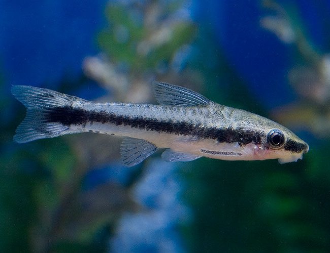 freshwater fish - otocinclus sp. - otocinclus catfish stocking in 45 gallons tank - otocinclus catfish freshwater fish - otocinclus sp. - otocinclus catfish stocking in 45 gallons tank - otocinclus catfish