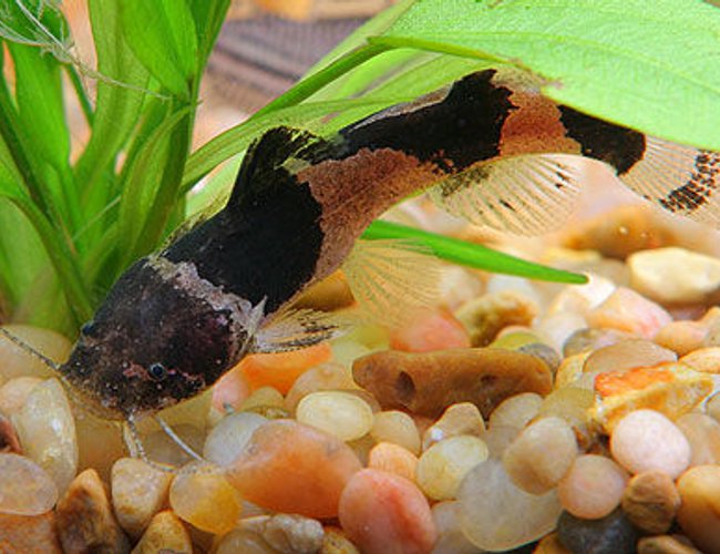 freshwater fish - pseudopimelodus raninus - bumble bee catfish stocking in 45 gallons tank - bumblebee catfish freshwater fish - pseudopimelodus raninus - bumble bee catfish stocking in 45 gallons tank - bumblebee catfish