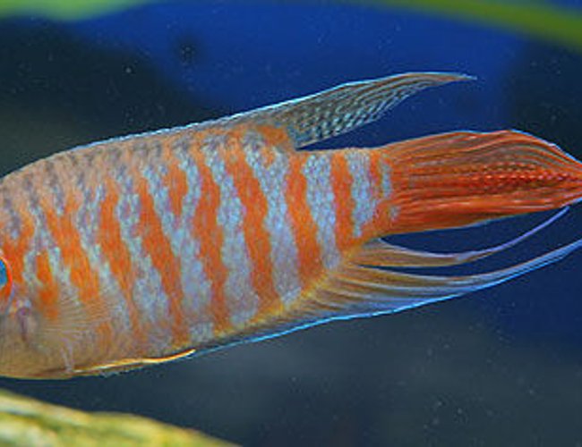 freshwater fish - macropodus opercularis - blue paradise stocking in 45 gallons tank - red paradised gourami freshwater fish - macropodus opercularis - blue paradise stocking in 45 gallons tank - red paradised gourami