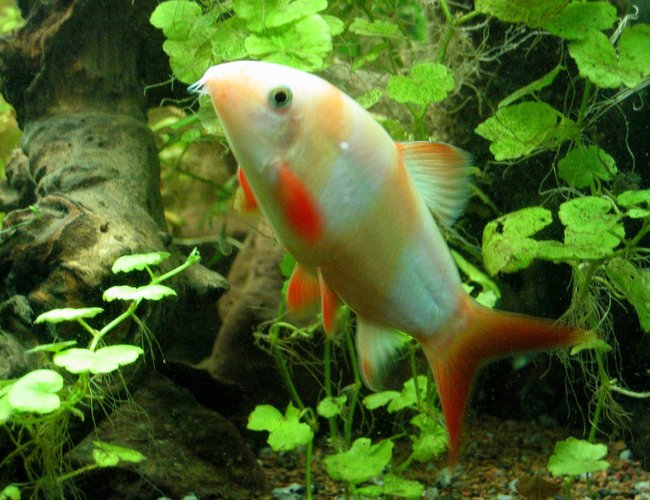 freshwater fish - botia macracantha - clown loach stocking in 55 gallons tank - White Clown Loach - He was normal colors when younger, then the black stripes faded to white. freshwater fish - botia macracantha - clown loach stocking in 55 gallons tank - White Clown Loach - He was normal colors when younger, then the black stripes faded to white.
