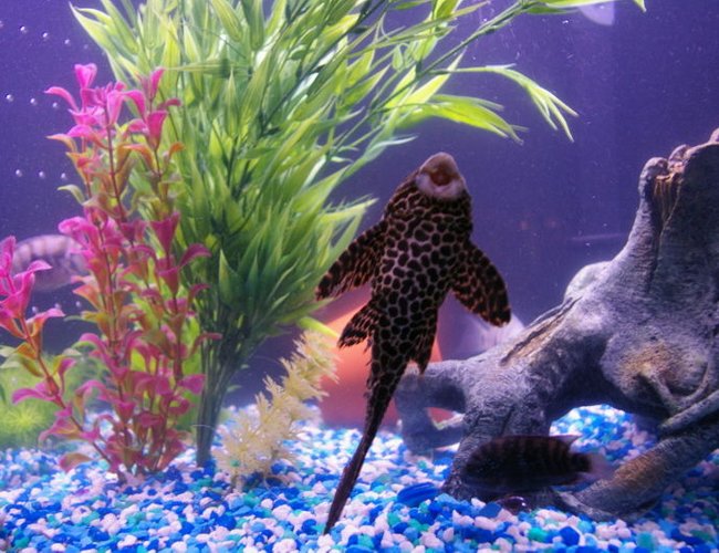 freshwater fish - glyptoperichthys gibbiceps - sailfin pleco (l-83) stocking in 75 gallons tank - marble sailfin pleco's belly freshwater fish - glyptoperichthys gibbiceps - sailfin pleco (l-83) stocking in 75 gallons tank - marble sailfin pleco's belly