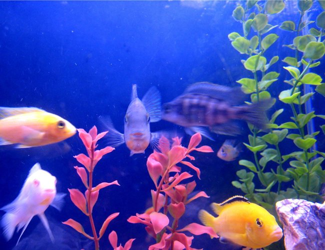 freshwater fish - aulonocara nyassae - blue peacock cichlid stocking in 55 gallons tank - fish freshwater fish - aulonocara nyassae - blue peacock cichlid stocking in 55 gallons tank - fish