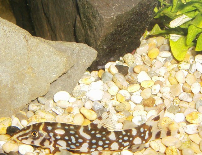 freshwater fish - botia lohachata - lohachata botia loach stocking in 90 gallons tank - Yoyo Loach
eats all ur snails freshwater fish - botia lohachata - lohachata botia loach stocking in 90 gallons tank - Yoyo Loach
eats all ur snails