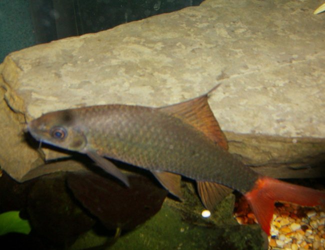 freshwater fish - epalzeorhynchos bicolor - redtail shark stocking in 90 gallons tank - red tail shark in detail freshwater fish - epalzeorhynchos bicolor - redtail shark stocking in 90 gallons tank - red tail shark in detail