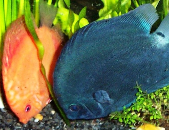 freshwater fish - symphysodon sp. - blue diamond discus stocking in 125 gallons tank - another pic of my dicus freshwater fish - symphysodon sp. - blue diamond discus stocking in 125 gallons tank - another pic of my dicus