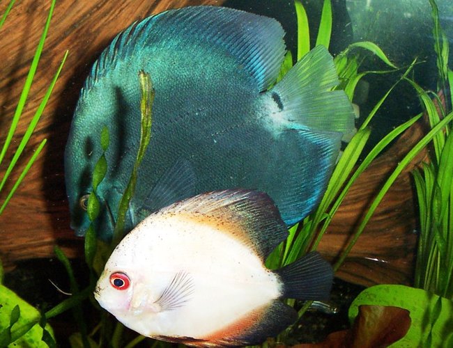 freshwater fish - symphysodon sp. - white discus stocking in 125 gallons tank - blue diamond in back, immature pigeon blood upfront.
(Symphysodon aequifaciatus)
in this one you can really see the size difference between the young discus and the fully mature blue diamond freshwater fish - symphysodon sp. - white discus stocking in 125 gallons tank - blue diamond in back, immature pigeon blood upfront.
(Symphysodon aequifaciatus)
in this one you can really see the size difference between the young discus and the fully mature blue diamond