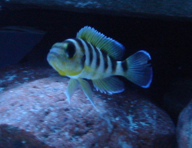 freshwater fish - neolamprologus sexfasciatus - gold sexfasciatus cichlid stocking in 125 gallons tank - Gold Sexfasciatus Cichlid freshwater fish - neolamprologus sexfasciatus - gold sexfasciatus cichlid stocking in 125 gallons tank - Gold Sexfasciatus Cichlid