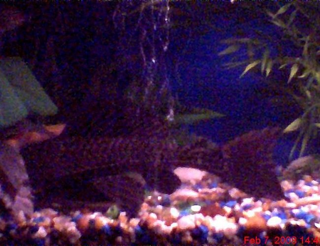freshwater fish - glyptoperichthys gibbiceps - sailfin pleco (l-83) stocking in 45 gallons tank - Big boi had to jump in the pic freshwater fish - glyptoperichthys gibbiceps - sailfin pleco (l-83) stocking in 45 gallons tank - Big boi had to jump in the pic